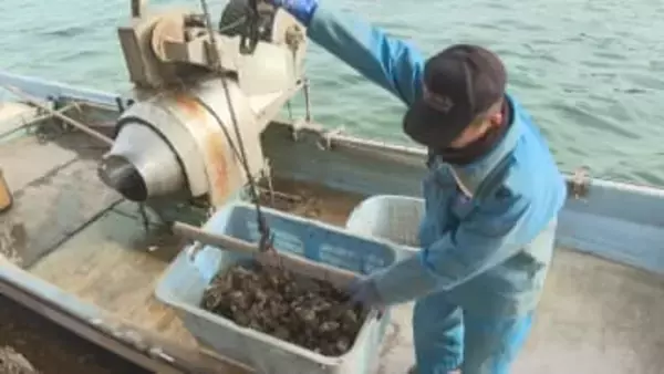 身がふっくら！佐渡市加茂湖のカキ　水揚げ始まる【新潟】