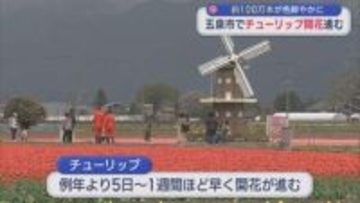 五泉市でチューリップ開花すすむ「じゅうたんみたい」約100万本が色鮮やかに【新潟】