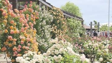 いくとぴあ食花 バラ園が見ごろに【新潟】