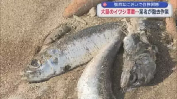 強烈なにおい･･･全長約1kmに渡る大量「イワシ」漂着、なぜ？【新潟･柏崎市】