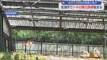 本州で2回目の放鳥に向け 佐渡市でトキ12羽の順化訓練始まる【新潟】