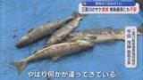 「三面川のサケの漁獲量激減「何かが違ってきている」10分の1に 稚魚放流にも影響【新潟･村上市】」の画像1