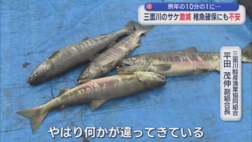 三面川のサケの漁獲量激減「何かが違ってきている」10分の1に 稚魚放流にも影響【新潟･村上市】