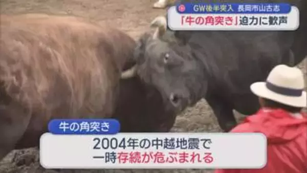 1000年以上の歴史「牛の角突き」初場所迎え 観客約800人が迫力に歓声【新潟･長岡市山古志】