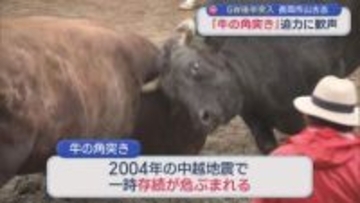 1000年以上の歴史「牛の角突き」初場所迎え 観客約800人が迫力に歓声【新潟･長岡市山古志】