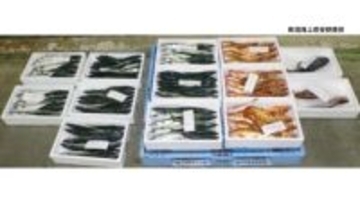 粟島沖でウスメバルやサバなど 違法に漁をしていた漁師の男を書類送検【新潟】