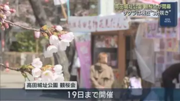 「日本三大夜桜で知られる高田城址公園で「観桜会」開幕、サクラは現在3分咲き【新潟･上越市】」の画像