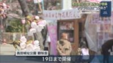 日本三大夜桜で知られる高田城址公園で「観桜会」開幕、サクラは現在3分咲き【新潟･上越市】