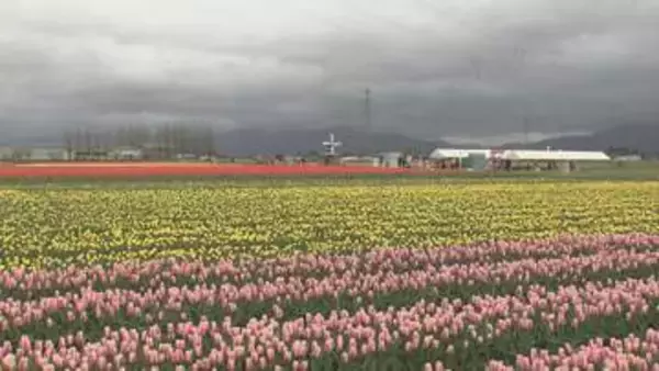 五泉市チューリップまつり開幕【新潟】