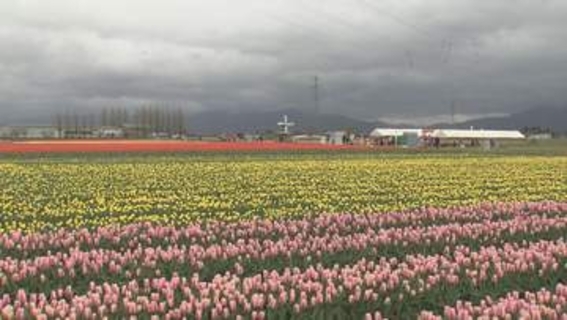 五泉市チューリップまつり開幕【新潟】