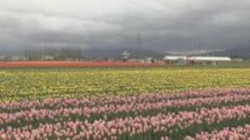 五泉市チューリップまつり開幕【新潟】