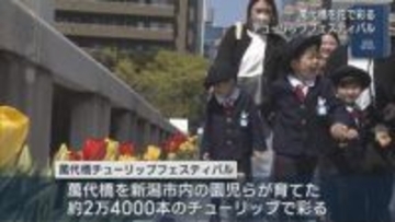 生育よくすでに満開！約2万4000本のチューリップが彩る「萬代橋チューリップフェスティバル」開幕【新潟】
