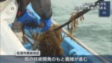 独特な粘り気で人気 春の味覚「ナガモ」水揚げはじまる【新潟･佐渡市】