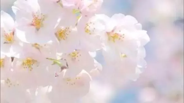 【速報】新潟市でサクラ満開と発表、2025年より6日早い満開に【新潟】