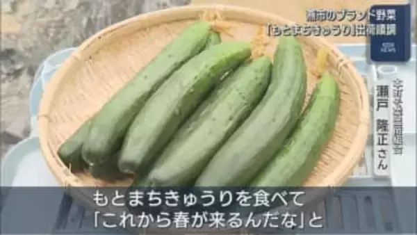 みずみずしい甘さと柔らかさが特徴、燕市のブランド野菜「もとまちきゅうり」出荷順調【新潟】