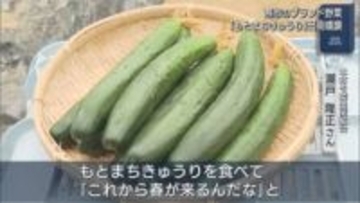 みずみずしい甘さと柔らかさが特徴、燕市のブランド野菜「もとまちきゅうり」出荷順調【新潟】