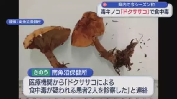 野生の毒キノコ「ドクササコ」家族4人が食中毒、うち1人が入院：県内で今シーズン初【新潟･南魚沼市】
