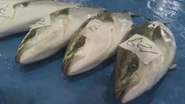 不漁が続く寒ブリ　久しぶりのまとまった水揚げ【佐渡市】