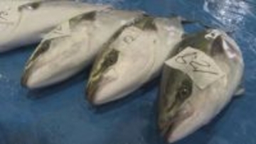 不漁が続く寒ブリ　久しぶりのまとまった水揚げ【佐渡市】