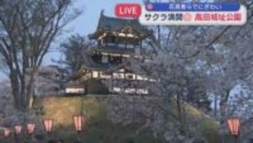 【中継｜高田城址公園】4000本のサクラ満開！花見客らでにぎわう【新潟･上越市】