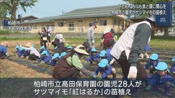 園児がサツマイモの苗植えに挑戦！食と農業に関心を 食育の一環【新潟･柏崎市】