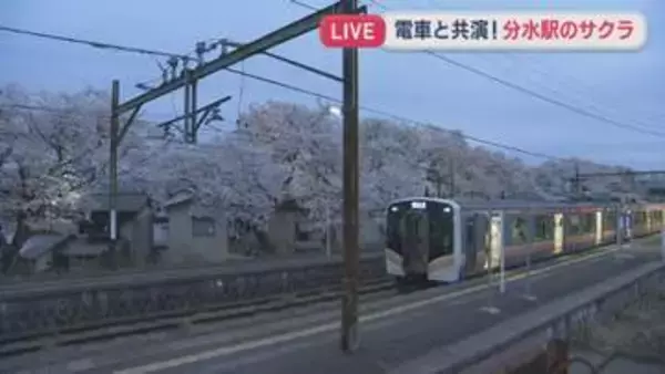 【中継｜分水駅】電車と共演！ホーム沿いのサクラ並木がライトアップ【新潟･燕市】