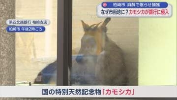 市街地になぜ？国の天然記念物「カモシカ」が銀行に侵入【新潟･柏崎市】