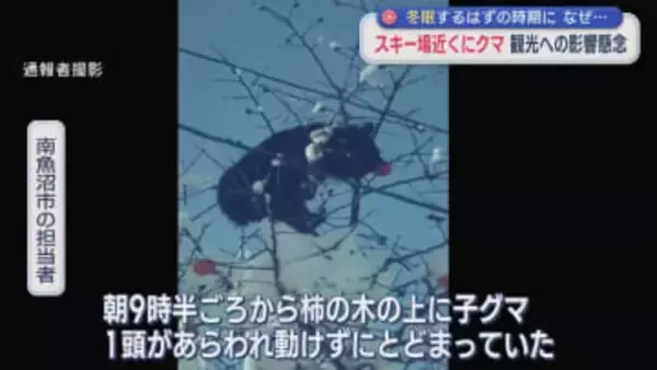 眠らないクマ･･･スキー場近くに出没「人間を70年以上やっていて初めて」観光への影響懸念【新潟】
