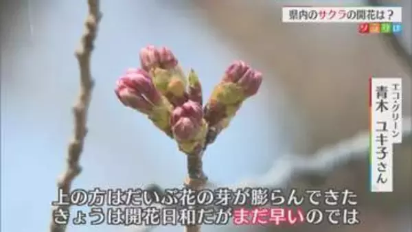 「待ち遠しいサクラの開花･･･各地の開花状況は？最新の開花予想も【新潟】」の画像