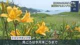 「海を見下ろす広大な斜面に咲き誇る 初夏告げる「カンゾウ」の花が見ごろ【新潟】」の画像1
