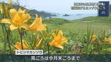 海を見下ろす広大な斜面に咲き誇る 初夏告げる「カンゾウ」の花が見ごろ【新潟】