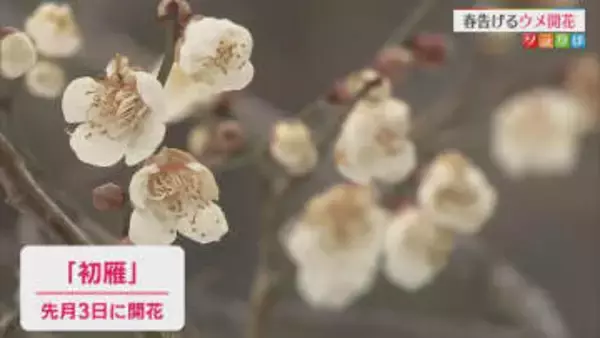 小さな春見つけた 冷たい雪の上に春告げる「ウメ」開花【新潟】