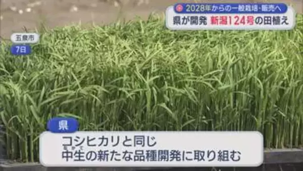 県が開発したコメ「新潟124号」の田植え始まる 2028年からの販売目指す【新潟】