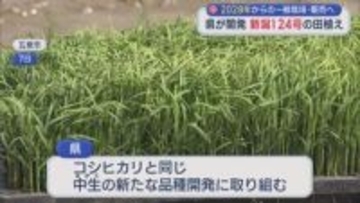 県が開発したコメ「新潟124号」の田植え始まる 2028年からの販売目指す【新潟】