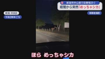 暗闇から突然「めっちゃシカ」新潟市中心部で目撃相次ぐ【新潟】