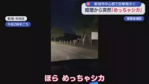 暗闇から突然「めっちゃシカ」新潟市中心部で目撃相次ぐ【新潟】