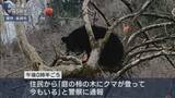 「長岡市で初の「緊急銃猟」柿の木に体長約70cmのクマを駆除【新潟】」の画像1