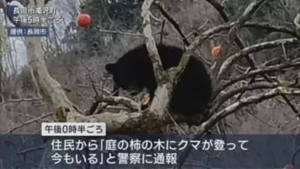 長岡市で初の「緊急銃猟」柿の木に体長約70cmのクマを駆除【新潟】