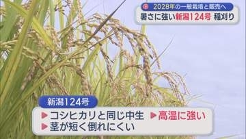 暑さに強い「新潟124号」稲刈り 2028年の一般栽培と販売へ【新潟】