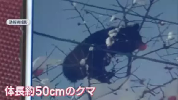 南魚沼市のスキー場近くにクマ出没 緊急銃猟で駆除【新潟】