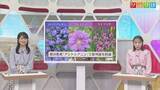 「7日も気温上昇「夏日に」紫外線が強まる時期に多く咲く花の色は？【気象予報士が解説｜新潟】」の画像1