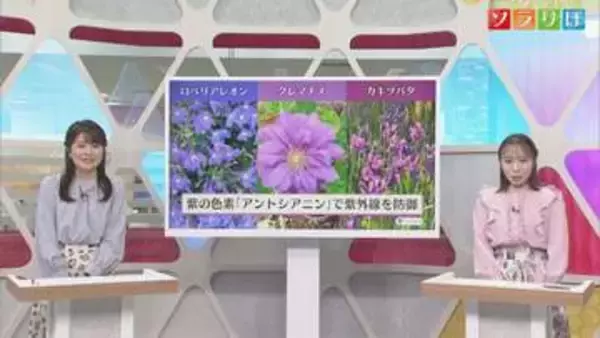 7日も気温上昇「夏日に」紫外線が強まる時期に多く咲く花の色は？【気象予報士が解説｜新潟】