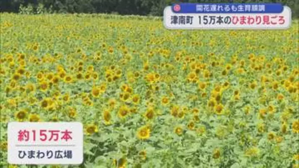 津南町で15万本のひまわりが見ごろ、県内9地点で猛暑日 熱中症の疑いで24人搬送【新潟】