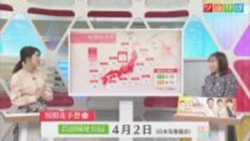 5日は天気回復傾向も･･･寒さ続く、桜開花予想も【気象予報士が解説｜新潟】