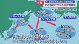 「【特集】異常事態！このままでは幻の魚に･･･記録的な「サケ不漁」の背景は【新潟】」の画像1