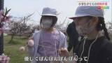 「小学生が地元名産「モモ」の授粉作業体験、生産者らが出前授業【新潟】」の画像1