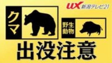 妙高市でクマ目撃　田んぼや道路を移動後、姿消す【新潟・妙高市】