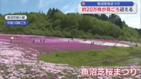 緑の山々と色とりどりの芝桜コラボ！約20万株の芝桜が見ごろ【新潟･魚沼市】