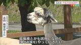 「本格的な夏を前に･･･モフモフの毛が特徴「アルパカ」衣替え【新潟･長岡市】」の画像1