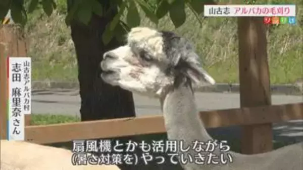 本格的な夏を前に･･･モフモフの毛が特徴「アルパカ」衣替え【新潟･長岡市】